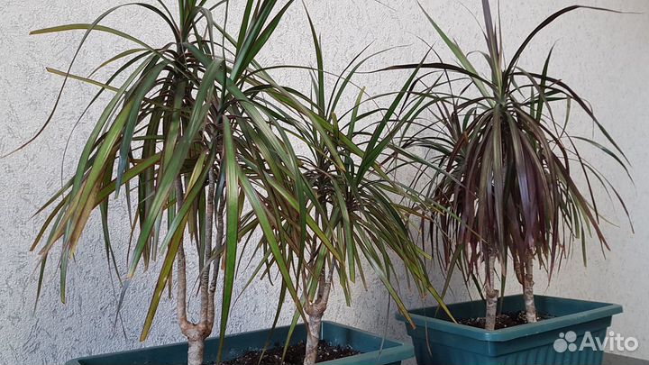 Драцена маргината