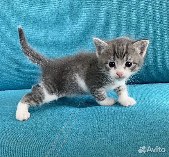 Кошка в дар