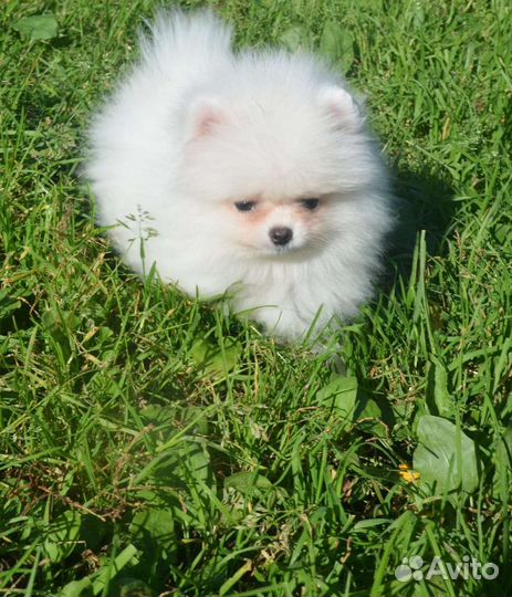 Померанский шпиц