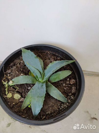 Агава голубая