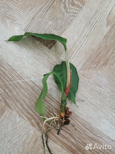 Продам цветы комнатные