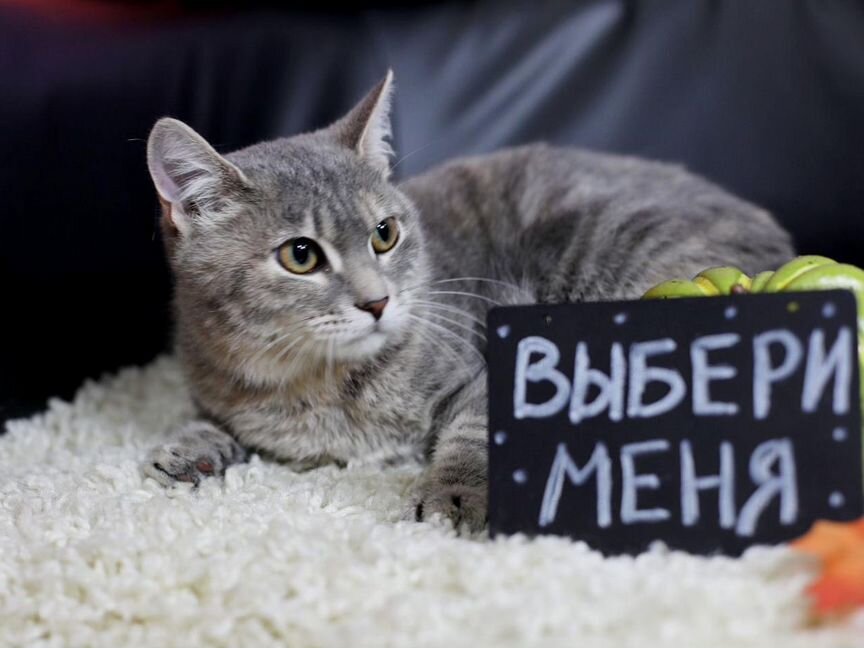 Котенок девочка 4-5 мес ищет семью