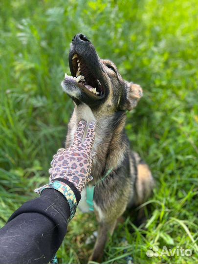 Собака в добрые руки, Тиша