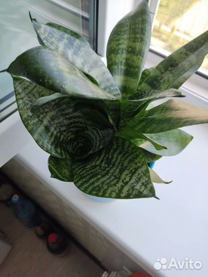 Сансевьерия сортовая