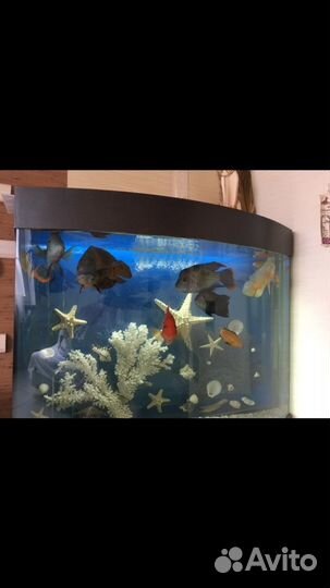 Аквариум