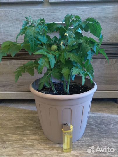 Балконные помидоры)