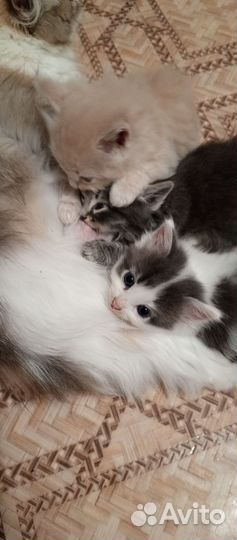 Очаровательный котенок