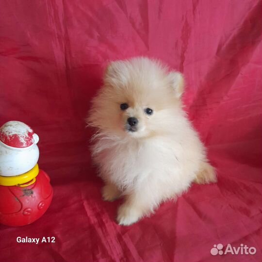 Карманная собачка