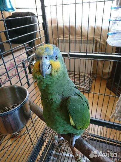 Венесуэльский амазон