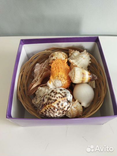 Подарочный набор морских ракушек