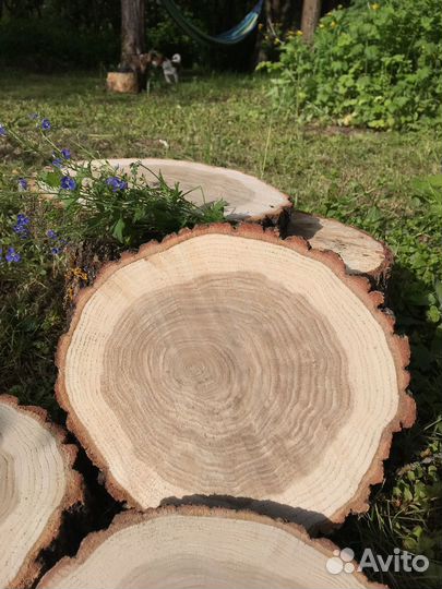 Торцовые спилы дуба