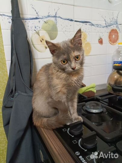 Котёнок девочка ищет дом