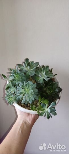 Суккуленты набор