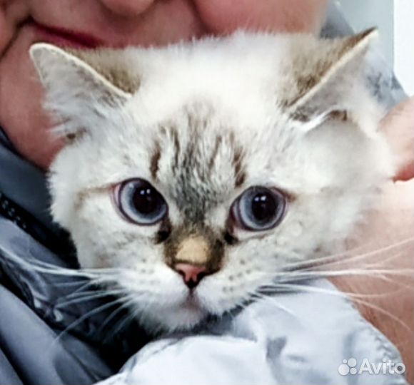 Кисуля возраст 1,5 год