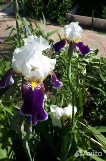 Ирисы бородатые саженцы
