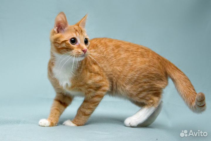 Котёнок-мальчик Абрикос, рыжий в белых носочках