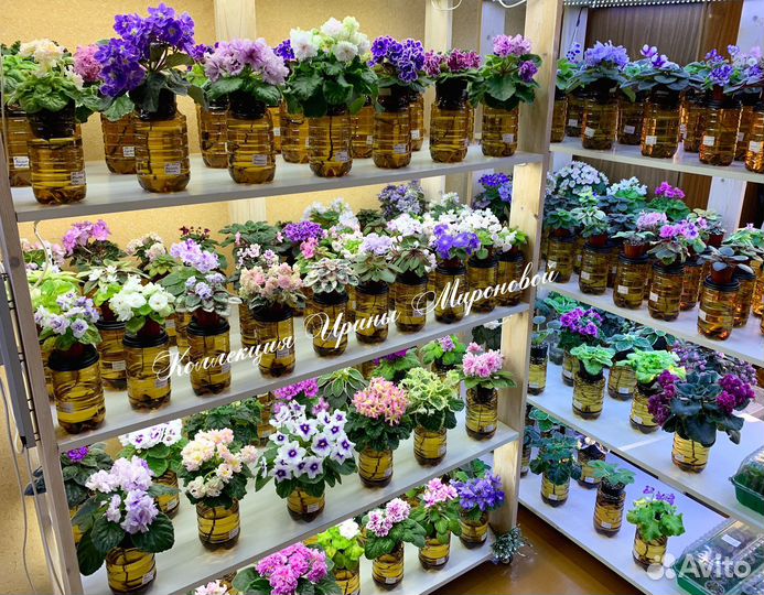 Сортовые Фиалки (+новинки). Часть 1