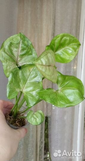 Сингониумы