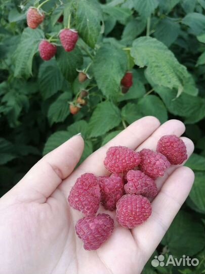 Ремонтантная малина