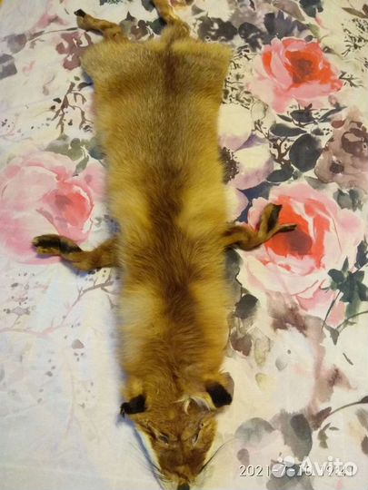 Шкурка лисы