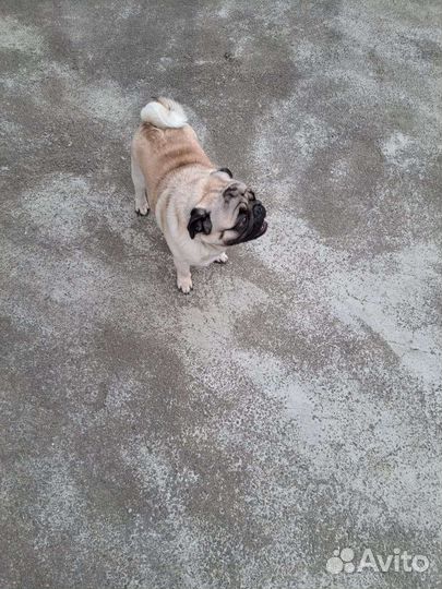 Мопс вязка мальчик