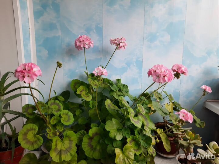 Пеларгония герань