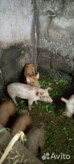 Поросята