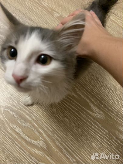 Отдам кота в добрые руки