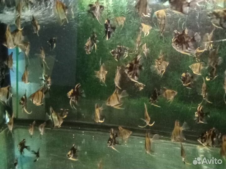 Аквариумные рыбки