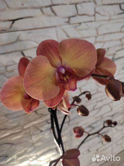 Орхидея фаленопсис