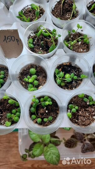 Крестовник роули