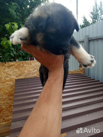 Щенки в добрые руки