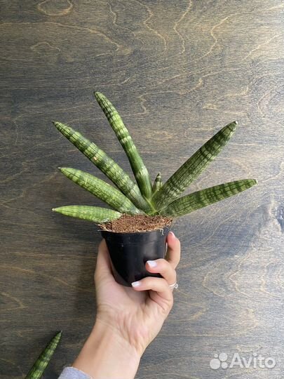Сансевиерия цилиндрическая