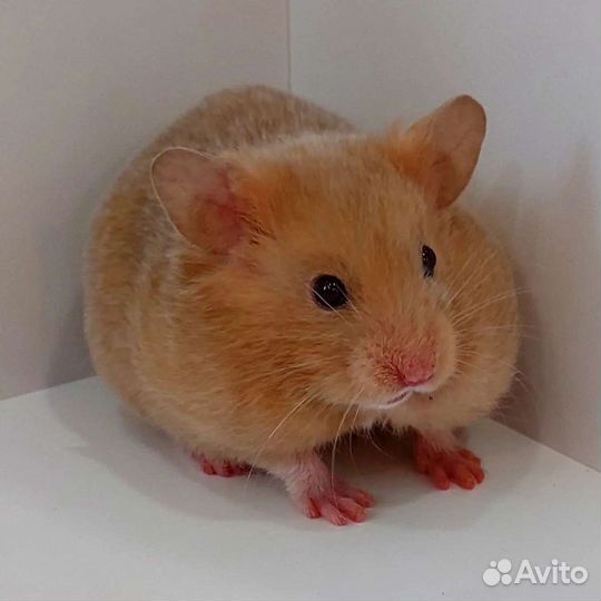 Сирийские хомячки 8 девочек