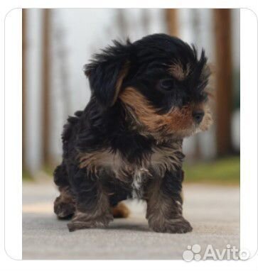 Йоркширский терьер щенок девочка