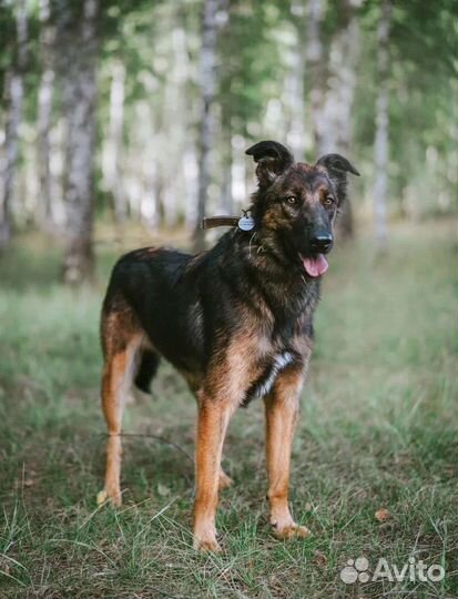 Метис бельгийской овчарки ищет дом