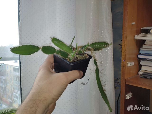 Питахайя (питайя, гилоцереус волнистый) - рассада