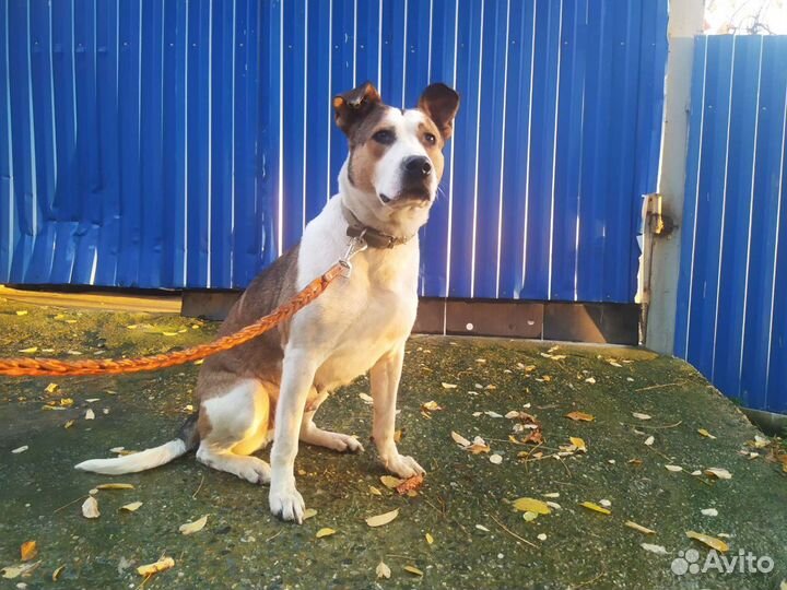 Марта ищет дом