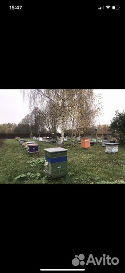 Пчелопакеты бакфаст