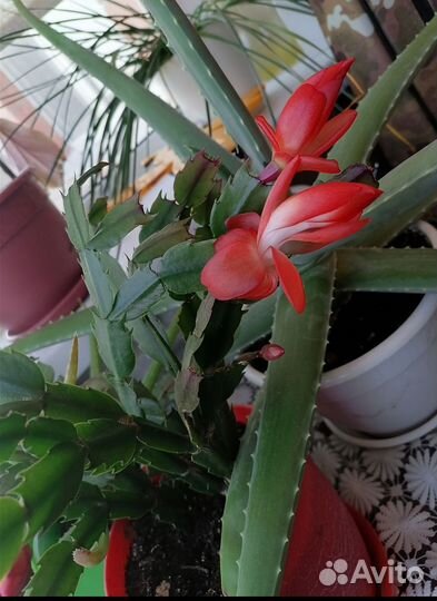 Декабрист шлюмбергера