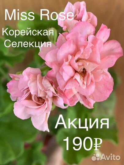 Пеларгония герань