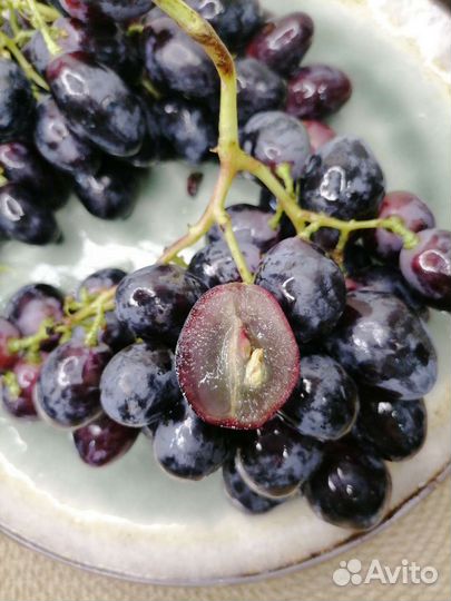 Саженцы и черенки винограда