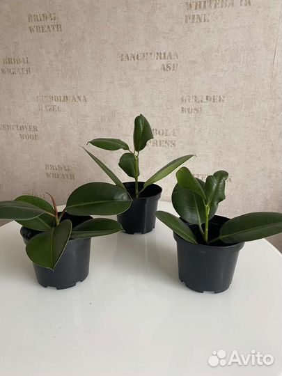 Фикус каучуковый