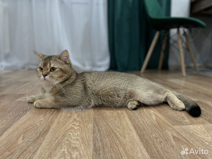 Шотландский кот вязка