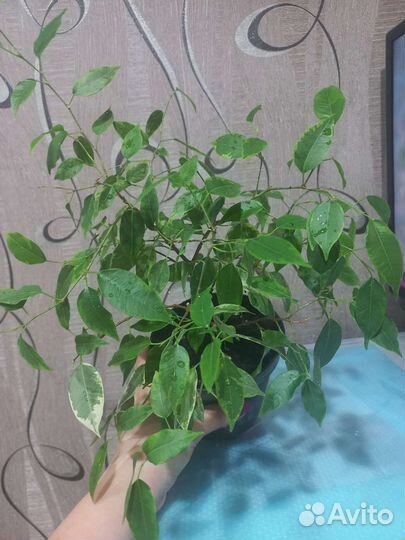 Фикус бенджамина