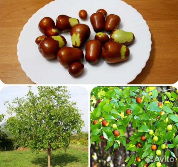 Унаби и др саженцы для Подмосковья