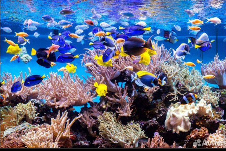 Морские гидробионты в наличии и под заказ-питомник