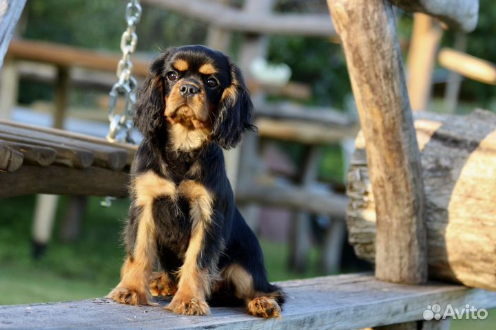 Черно-подпалый мальчик кавалер кинг чарльз