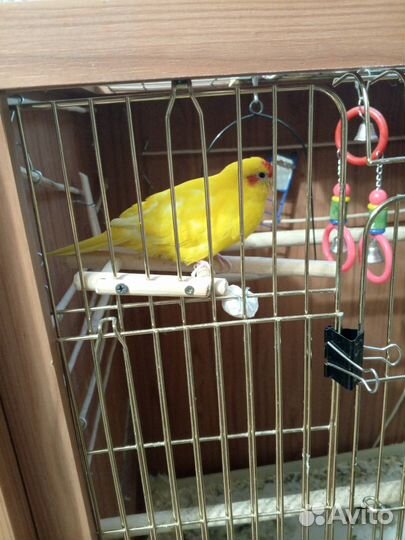 Попугай какарик