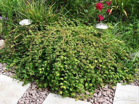 Стефанандра надрезаннолистная